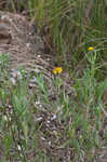 Bushy seaside tansy